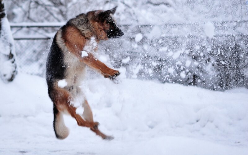 German Shepherd playing in snow