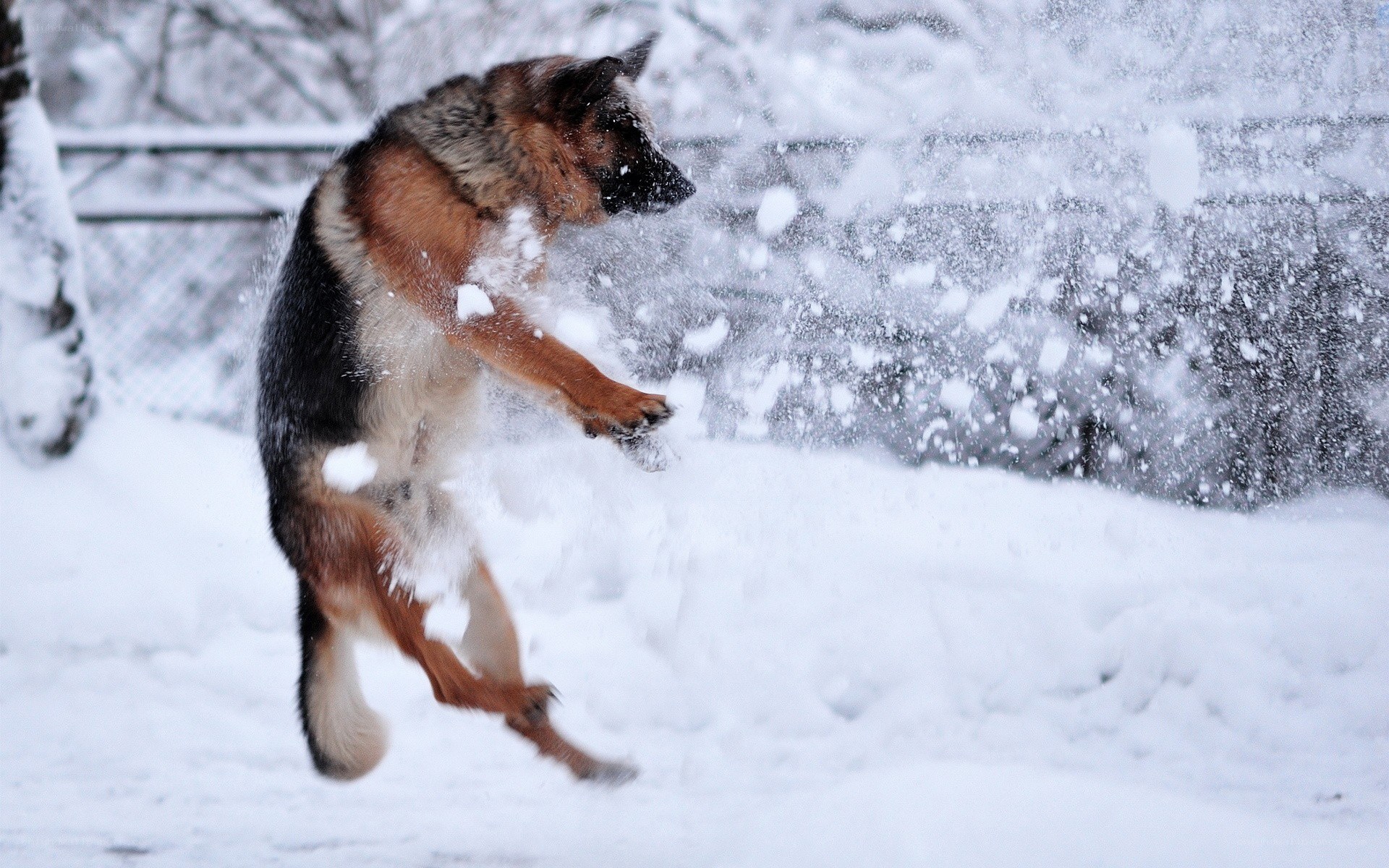 German Shepherd playing in snow