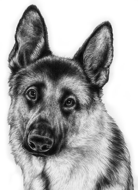 German Shepherd Portrait