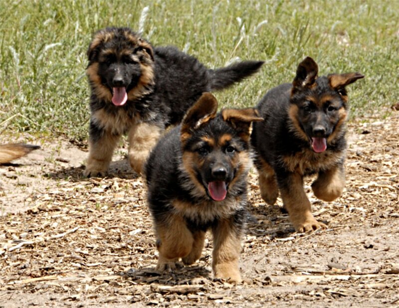 German Shepherd Puppies — Black, Playful