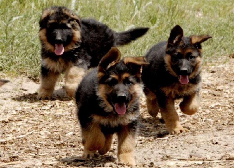 German Shepherd Puppies — Black