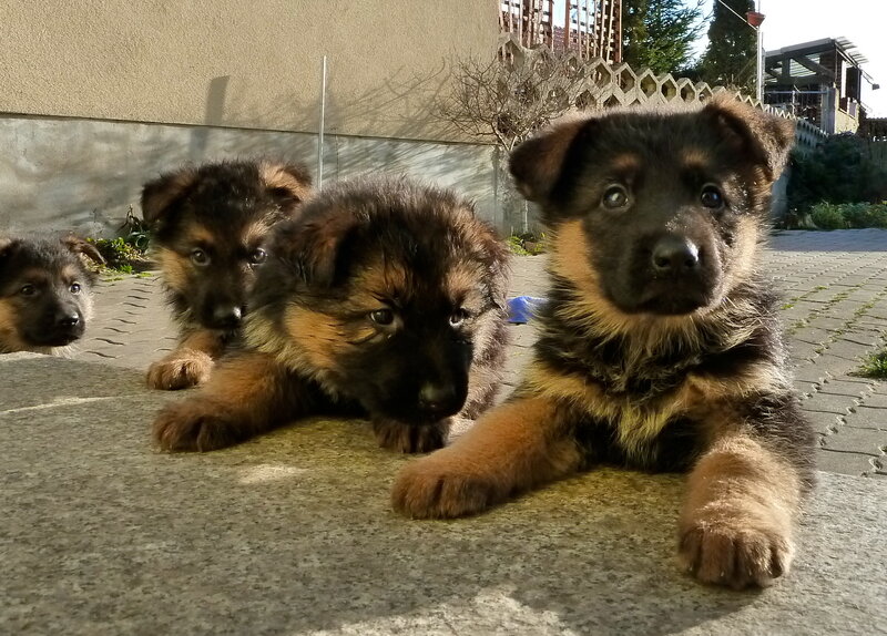 German Shepherd Puppies — Brown, Calm, Afternoon