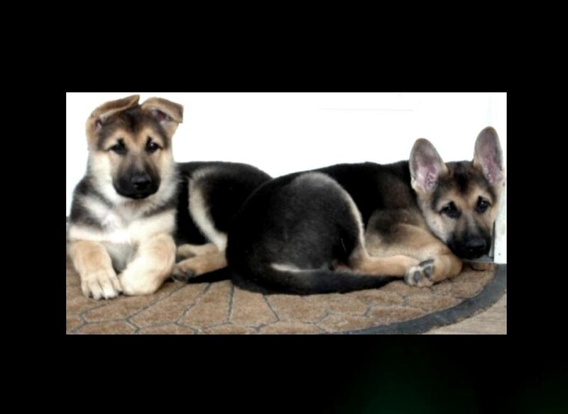 German Shepherd Puppies — Brown, Calm
