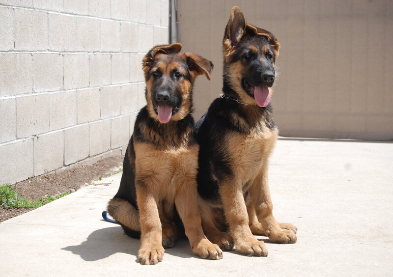 German Shepherd Puppies — Brown