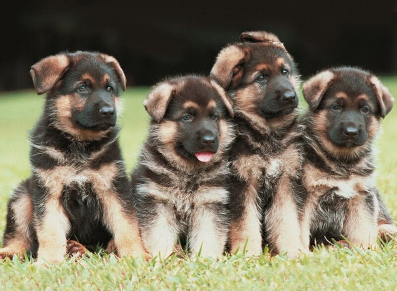 German Shepherd Puppies — Green, Calm, Afternoon, Photograph