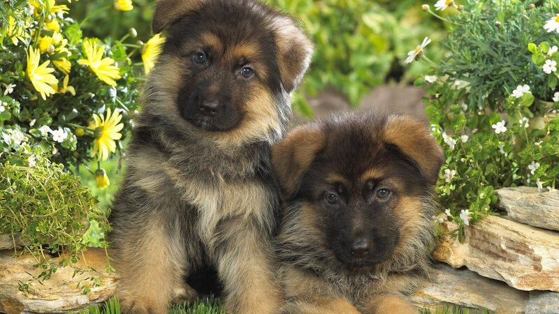 German Shepherd Puppies — Green, Calm, Spring