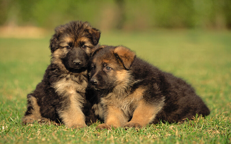 German Shepherd Puppies — Green, Calm