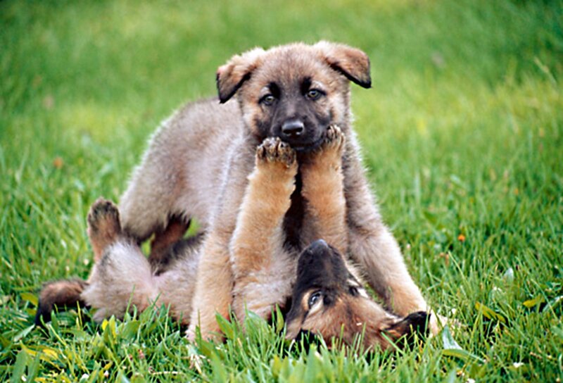 German Shepherd Puppies — Green, Playful, Afternoon