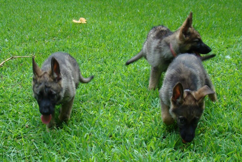 German Shepherd Puppies — Green, Playful