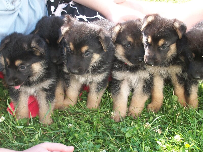 German Shepherd Puppies — Green