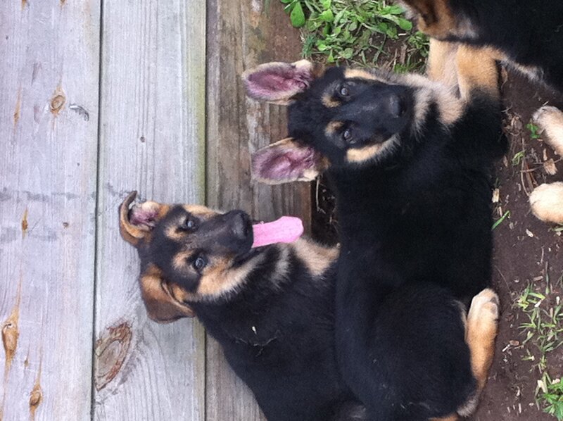 German Shepherd Puppies