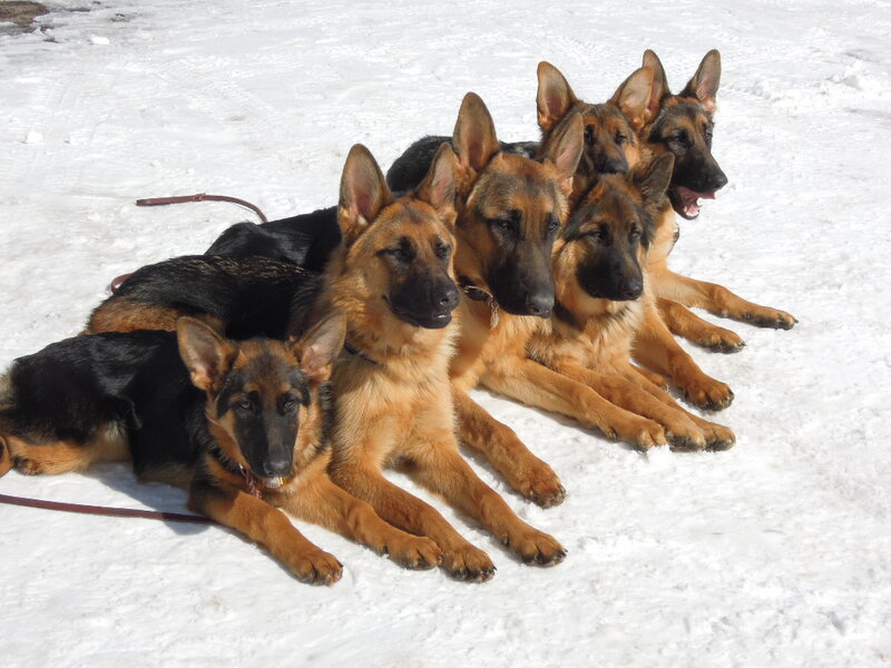 German Shepherd Puppies — White