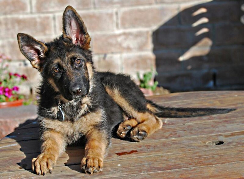German Shepherd Puppy — Black, Calm, Afternoon, Photograph, Brick Wall