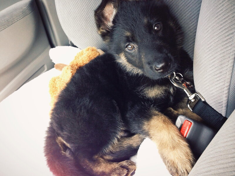 German Shepherd Puppy — Black, Calm, Afternoon, Photograph, Car Seat