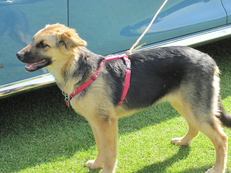 German Shepherd Puppy — Black, Calm, Afternoon, Photograph, Car