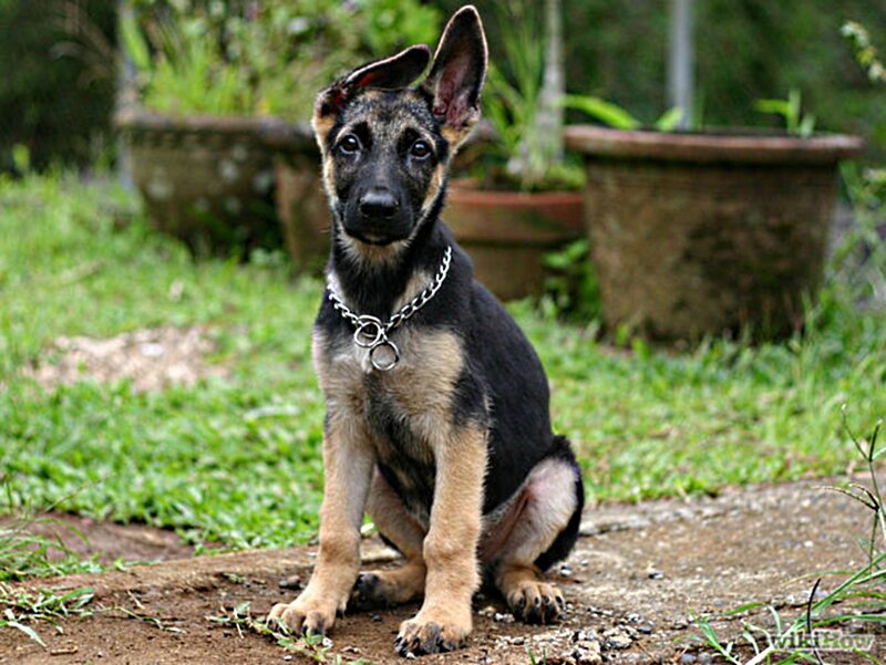 German Shepherd Puppy — Black, Calm, Afternoon, Photograph, Chain Collar