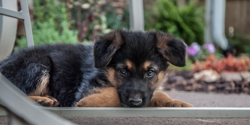 German Shepherd Puppy — Black, Calm, Afternoon, Photograph, Chair