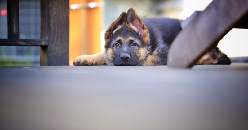 German Shepherd Puppy — Black, Calm, Afternoon, Photograph, Dog