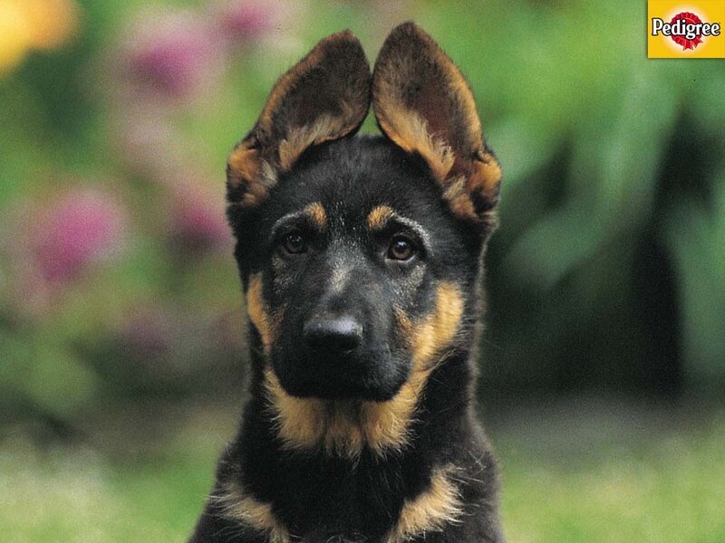 German Shepherd Puppy — Black, Calm, Afternoon, Photograph, Flowers, Grass