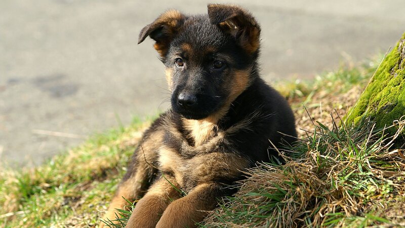 German Shepherd Puppy — Black, Calm, Afternoon, Photograph, Grass, Moss, Pavement