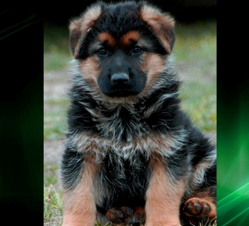 German Shepherd Puppy — Black, Calm, Afternoon, Photograph, Grass, Paws