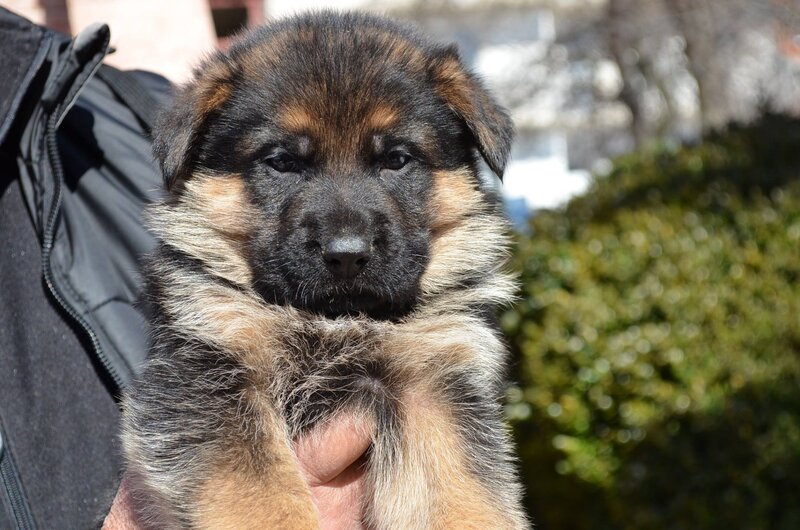 German Shepherd Puppy — Black, Calm, Afternoon, Photograph, Person