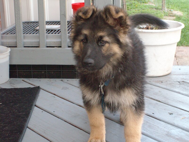 German Shepherd Puppy — Black, Calm, Afternoon
