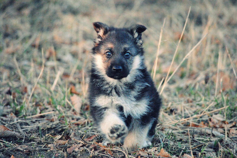 German Shepherd Puppy — Black, Calm, Autumn