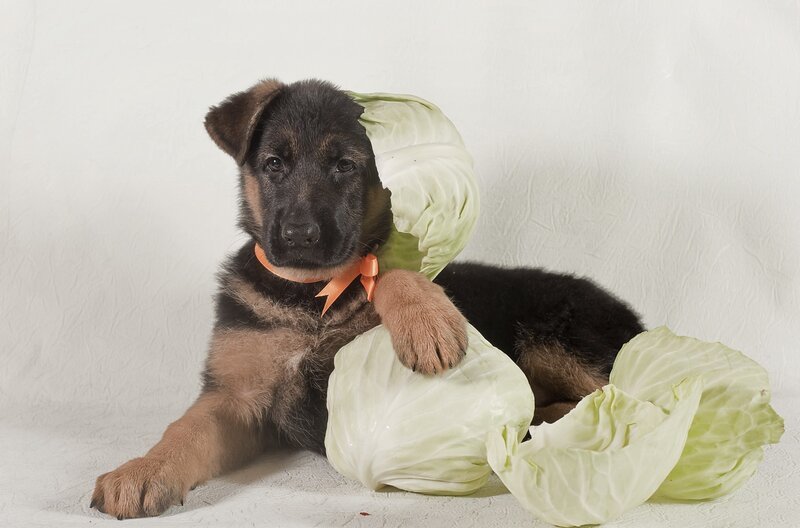 German Shepherd Puppy — Black, Calm, Photograph, Cabbage