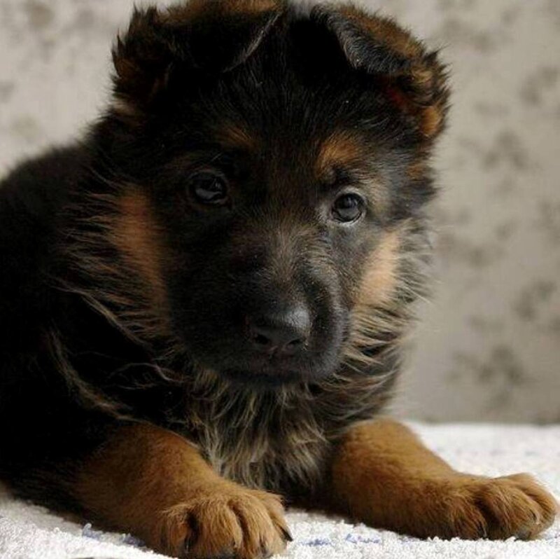 German Shepherd Puppy — Black, Calm, Photograph, Carpet