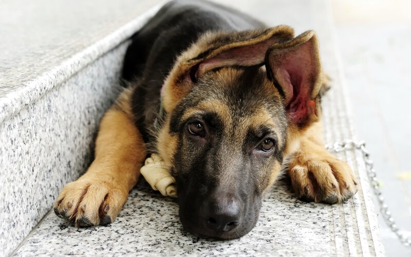German Shepherd Puppy — Black, Calm, Photograph, Chain, Stone Steps
