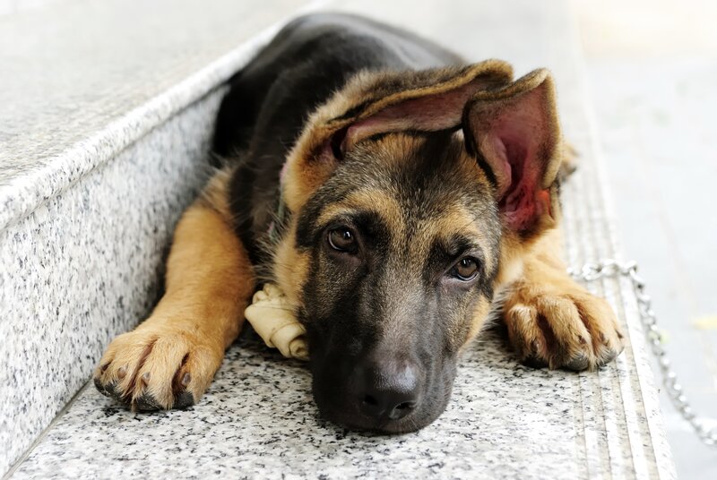 German Shepherd Puppy — Black, Calm, Photograph, Chain