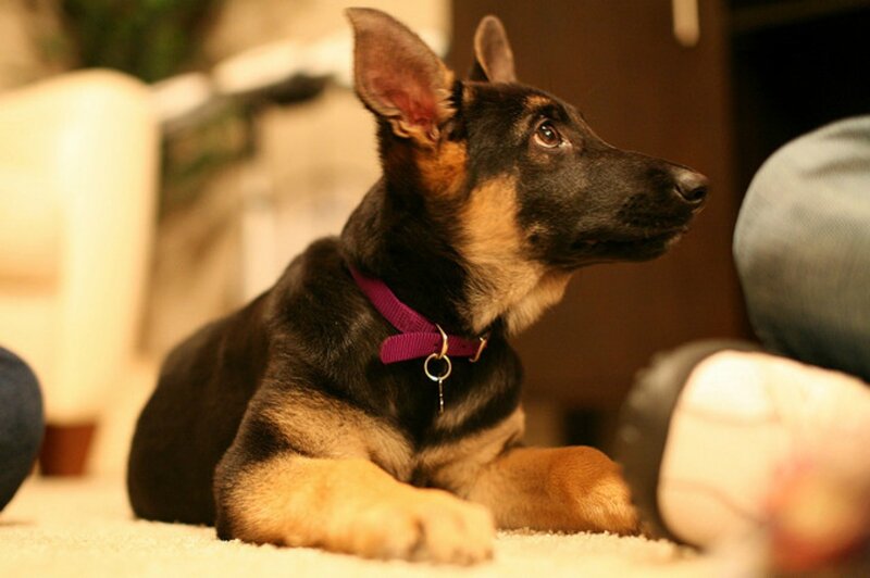 German Shepherd Puppy — Black, Calm, Photograph, Collar