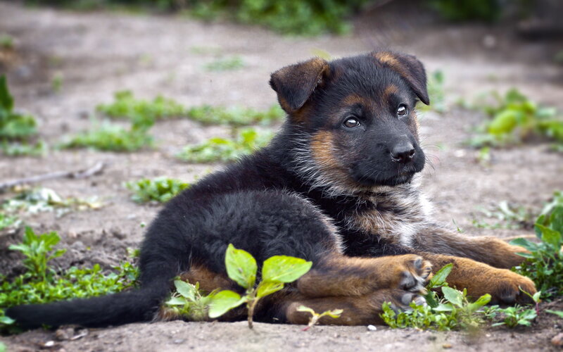 German Shepherd Puppy — Black, Calm, Photograph, Dirt