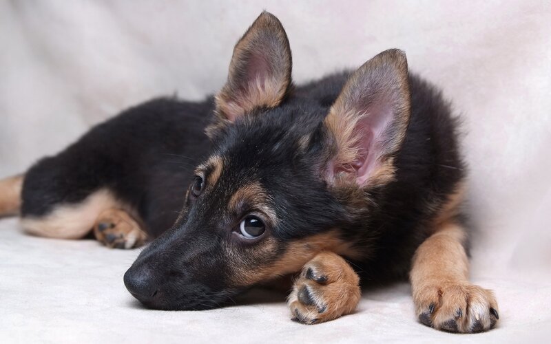 German Shepherd Puppy — Black, Calm, Photograph, Dog, Floor