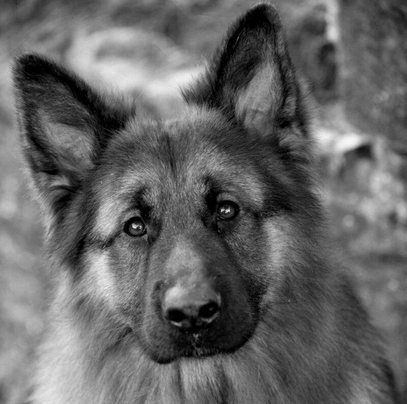 German Shepherd Puppy — Black, Calm, Photograph, Ears