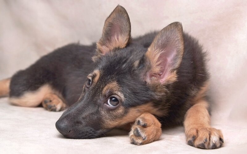 German Shepherd Puppy — Black, Calm, Photograph, Floor