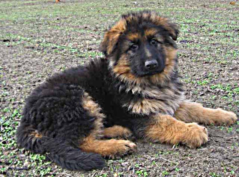 German Shepherd Puppy — Black, Calm, Photograph, Grass