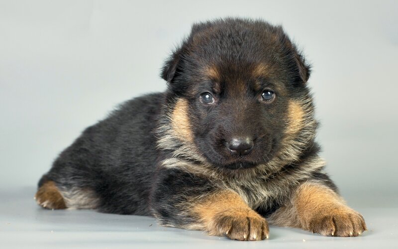 German Shepherd Puppy — Black, Calm, Photograph, Gray Background