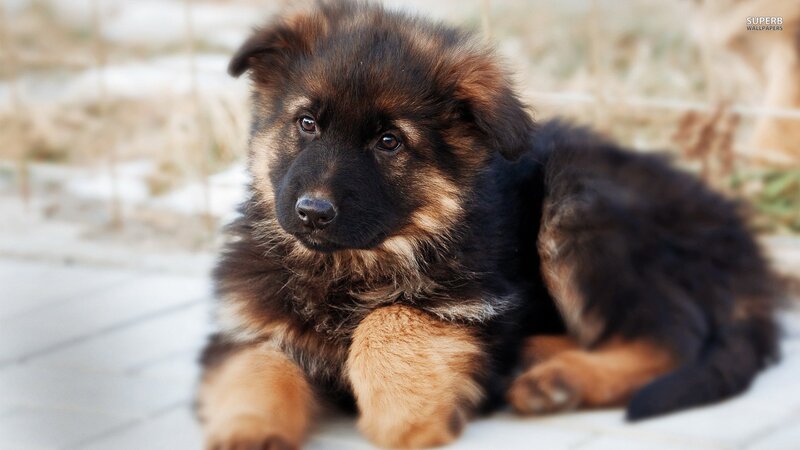 German Shepherd Puppy — Black, Calm, Photograph, Ground