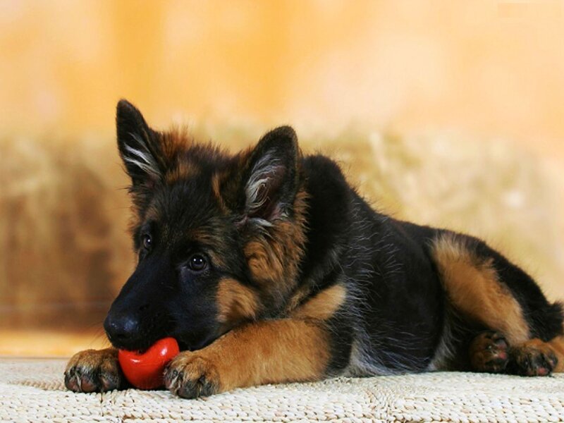 German Shepherd Puppy — Black, Calm, Photograph, Red Toy, Rug