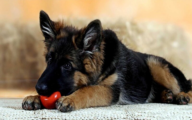 German Shepherd Puppy — Black, Calm, Photograph, Red Toy