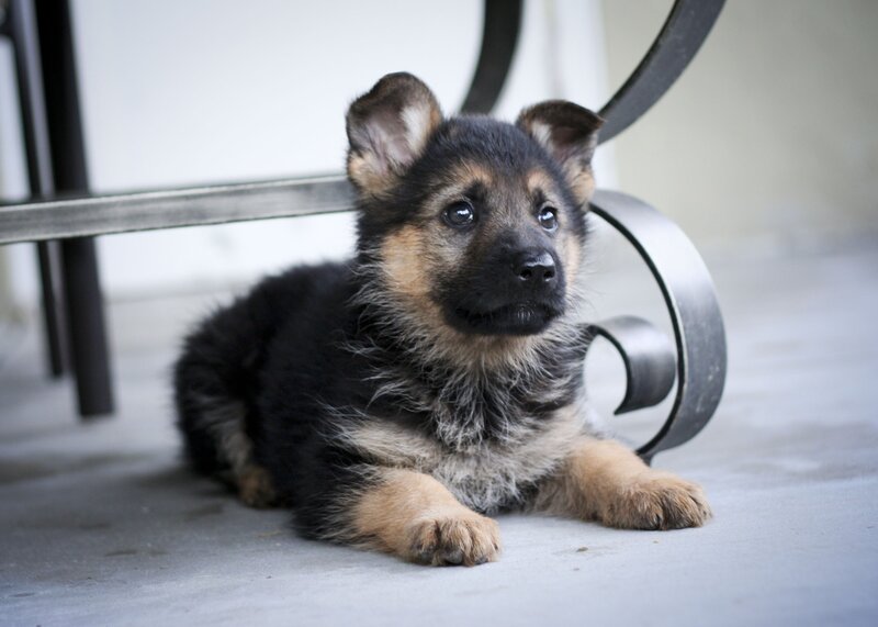 German Shepherd Puppy — Black, Calm, Photograph, Table Leg, Floor