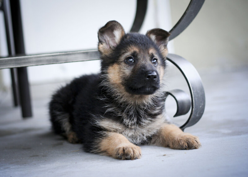 German Shepherd Puppy — Black, Calm, Photograph, Table Leg