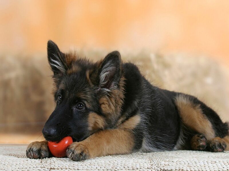 German Shepherd Puppy — Black, Calm, Photograph