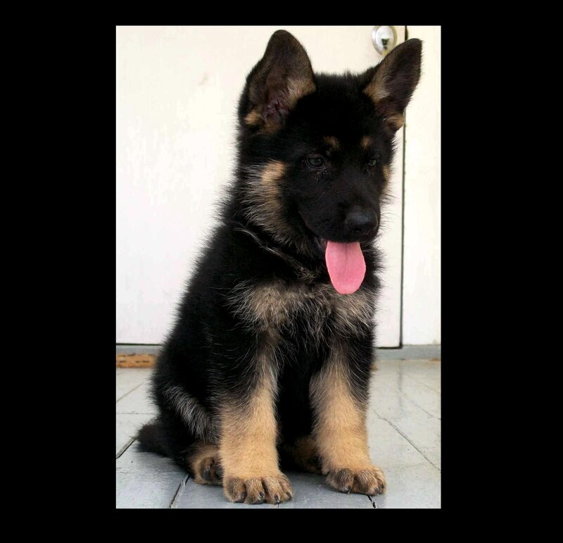 German Shepherd Puppy — Black, Calm, Photograph, Tongue