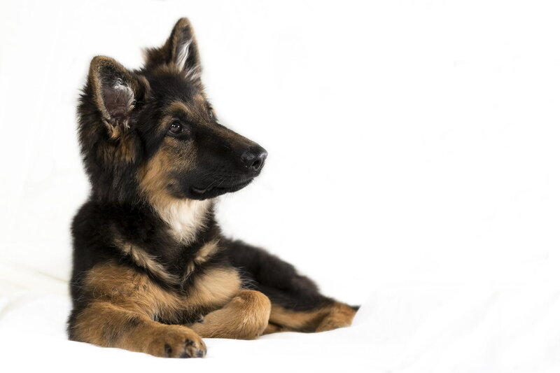 German Shepherd Puppy — Black, Calm, Photograph, White Background