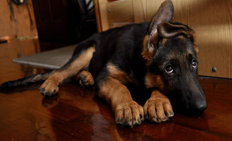 German Shepherd Puppy — Black, Calm, Photograph, Wooden Floor