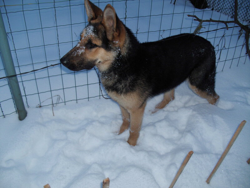 German Shepherd Puppy — Black, Calm