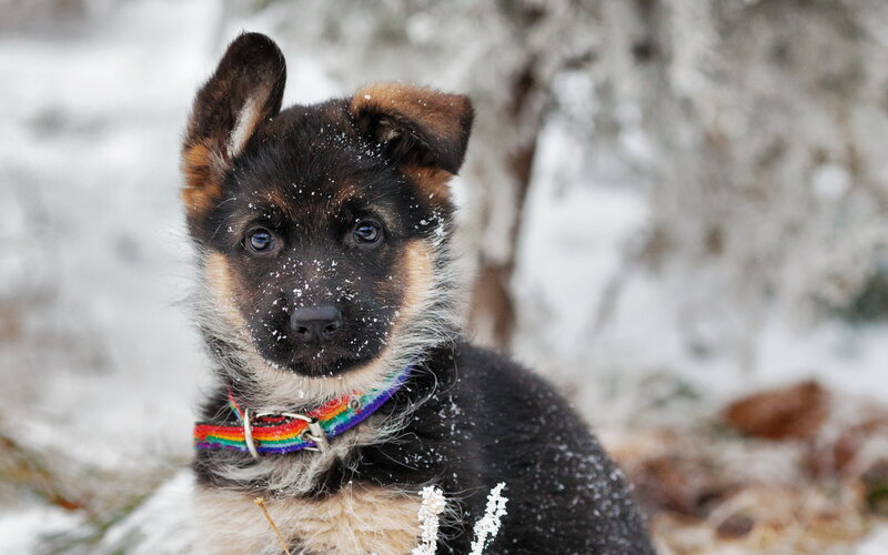 German Shepherd Puppy — Black, Calm, Winter, Photograph